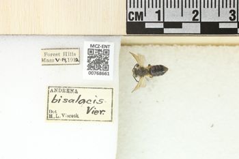 Media type: image;   Entomology 768661 Aspect: Labels
